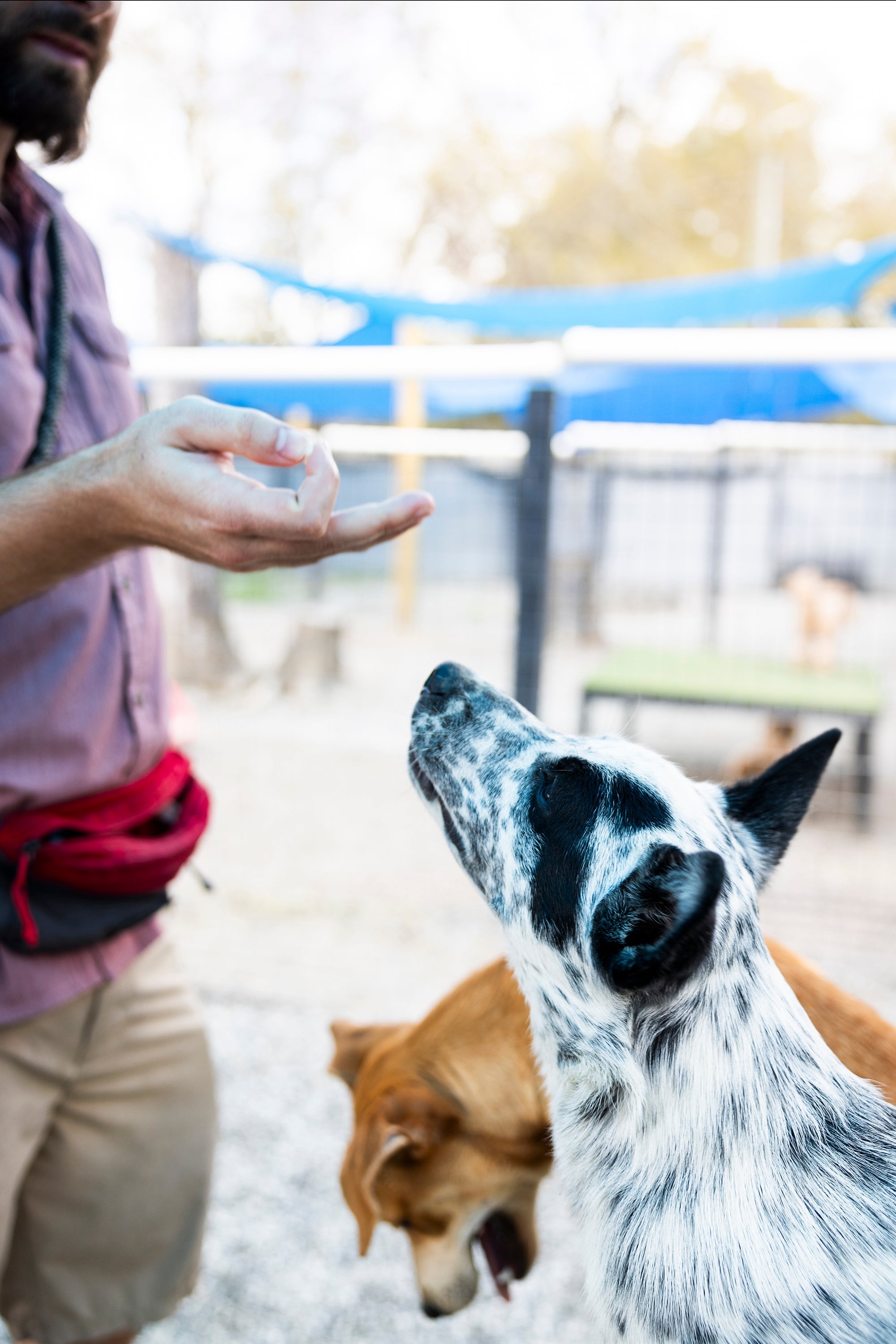 Why I Only Work with Positive Reinforcement Dog Trainers