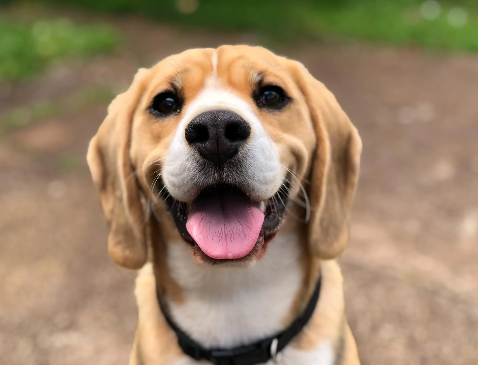 Your Dog Isn't Broken - Your Dog is a Dog!