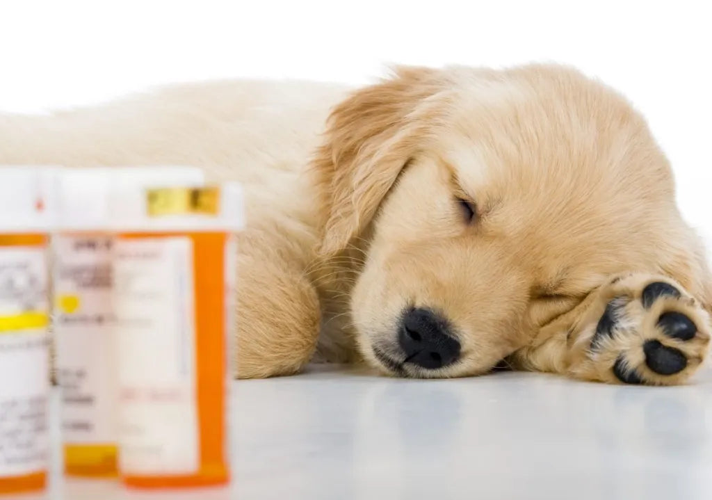 Helping Fearful Puppies Thrive: How Short-Term Anti-Anxiety Medication Can Change a Life
