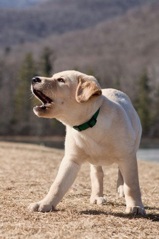 The Growl