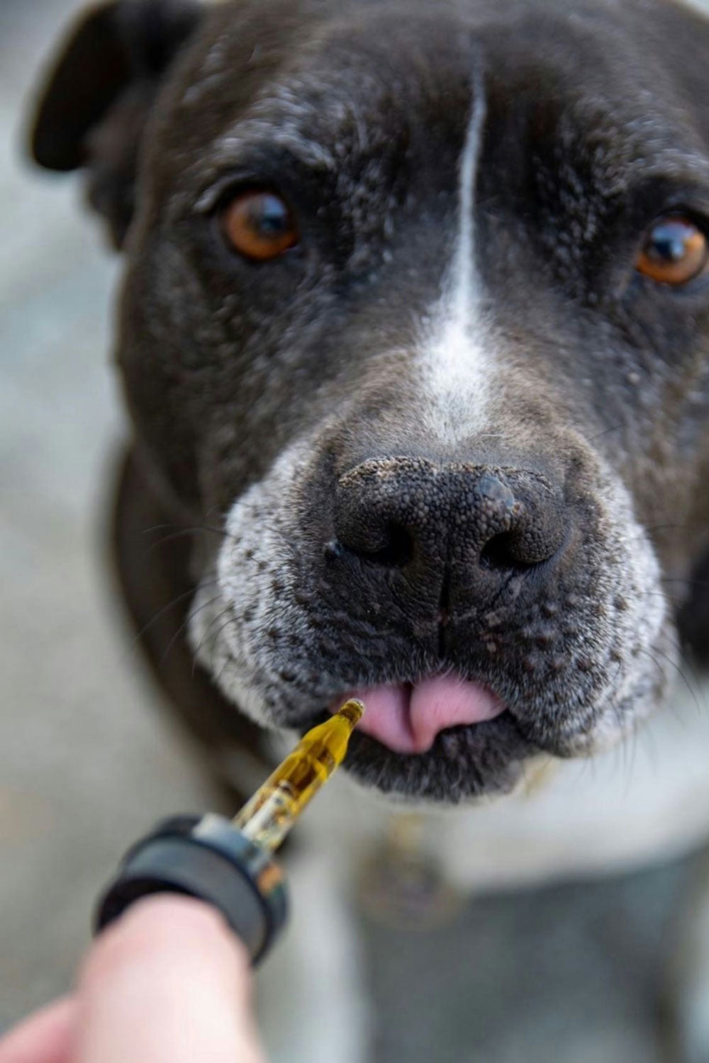 Prescribing Behavior Medication