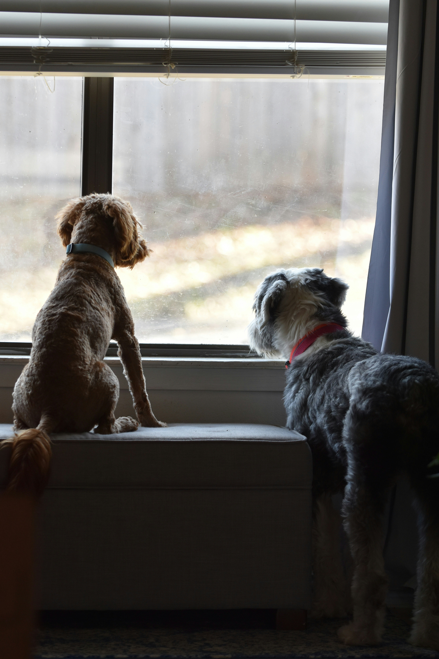 Separation Anxiety in Dogs