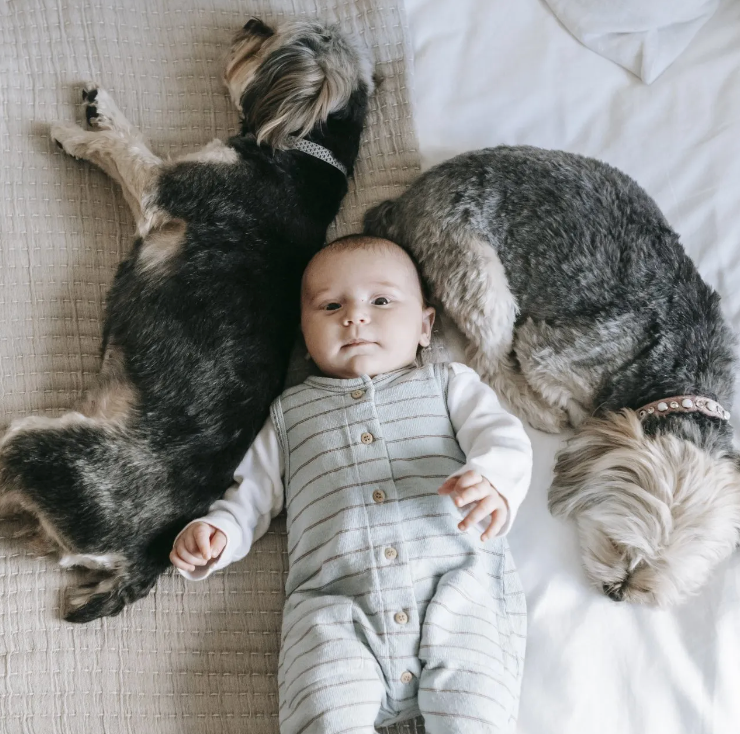 Babies and Dogs