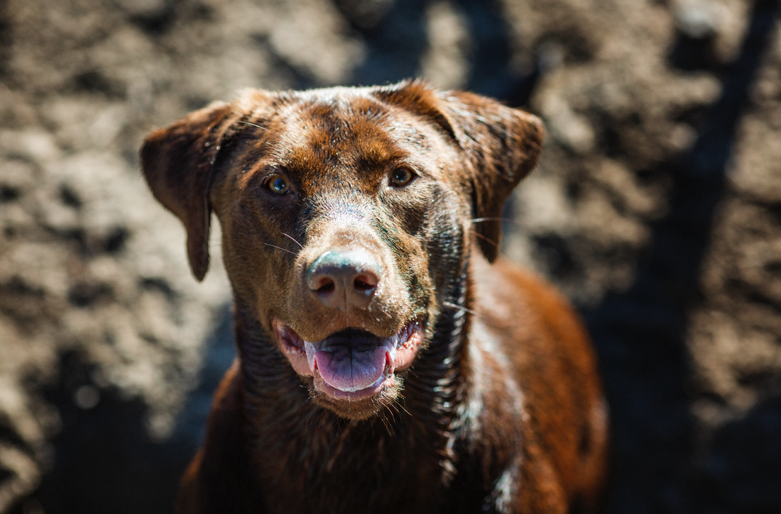 About Southern Hound Club